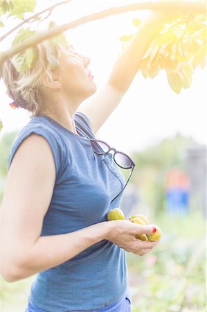 simsearch:649-07238535,k - Woman picking plums from tree in sunlight Stock Photo - Premium Royalty-Free, Code: 649-08328865