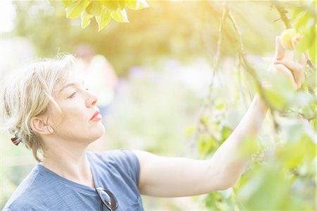 simsearch:649-07238535,k - Mature woman reaching to pick plums in orchard Stock Photo - Premium Royalty-Free, Code: 649-08328863