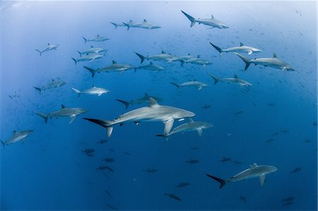 simsearch:649-07437432,k - Underwater view of Silky sharks gathering in spring for mating rituals, Roca Partida, Revillagigedo, Mexico Stock Photo - Premium Royalty-Free, Code: 649-08380889