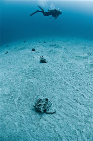 Scuba diver swimming over pink conch shells on seabed, Chinchorro Atoll, Quintana Roo, Mexico Stock Photo - Premium Royalty-Free, Code: 649-08381038