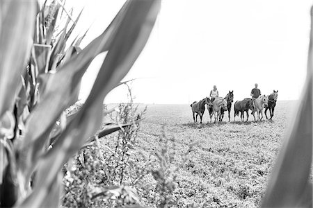 B&W image of man and woman riding and leading six horses in field Stock Photo - Premium Royalty-Free, Code: 649-08423443