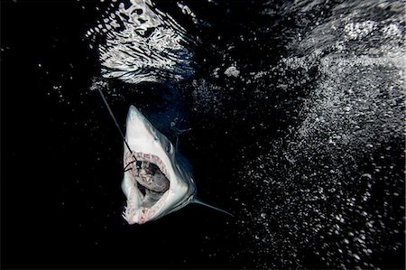 simsearch:700-02833750,k - Underwater view of shortfin mako shark (Isurus oxyrinchus) swallowing fish bait in dark sea, West Coast, New Zealand Stock Photo - Premium Royalty-Free, Code: 649-08548937