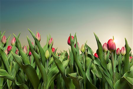 Close up of tulips, Espel, Noordoostpolder, Netherlands Stock Photo - Premium Royalty-Free, Code: 649-08565202