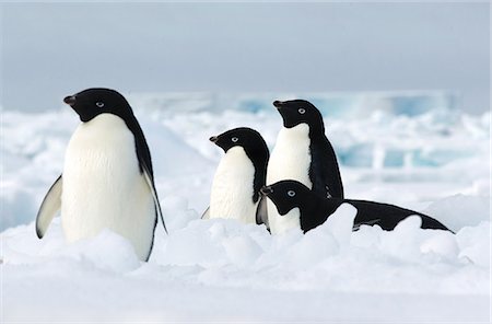 four animals - Adelie penguins on the ice floe in the southern ocean, 180 miles north of East Antarctica, Antarctica Stock Photo - Premium Royalty-Free, Code: 649-08565371