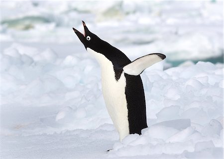 simsearch:693-03301867,k - Adelie penguin on the ice floe in the southern ocean, 180 miles north of East Antarctica, Antarctica Stock Photo - Premium Royalty-Free, Code: 649-08565372