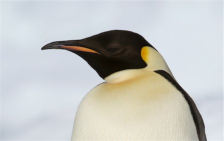 Emperor penguin on the ice floe, in the southern ocean, 180 miles north of East Antarctica, Antarctica Stock Photo - Premium Royalty-Free, Code: 649-08565373