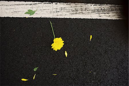 simsearch:614-07194719,k - Yellow flower lying on road Foto de stock - Sin royalties Premium, Código: 649-08565597