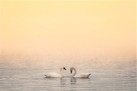 swimming class - Two trumpeter swans (Cygnus buccinator), Okanagan Lake at sunrise, South Okanagan Valley, Naramata,  British Columbia, Canada Stock Photo - Premium Royalty-Free, Code: 649-08565696