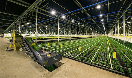 Greenhouse specialised in growing Chrysanthemums, Ridderkerk, zuid-holland, Netherlands Photographie de stock - Premium Libres de Droits, Code: 649-08565808