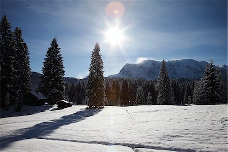 simsearch:614-06718312,k - Trees on snow covered hillside Photographie de stock - Premium Libres de Droits, Code: 649-08560752