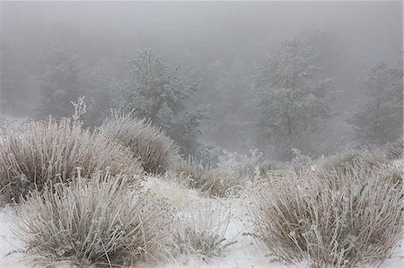 simsearch:614-06718312,k - Snow covered plants in field Photographie de stock - Premium Libres de Droits, Code: 649-08560791