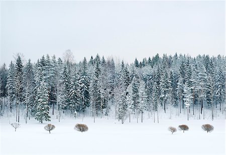 simsearch:614-06718312,k - Snow covered trees and meadow Photographie de stock - Premium Libres de Droits, Code: 649-08561116