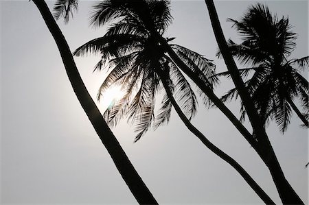 simsearch:649-06432787,k - Silhouette of palm trees against sky Stock Photo - Premium Royalty-Free, Code: 649-08561257