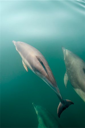 simsearch:6119-07451337,k - Dolphins swimming underwater Foto de stock - Sin royalties Premium, Código: 649-08561777