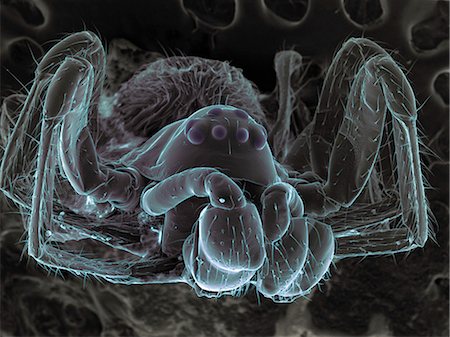 scanning electron micrograph - High vacuum SEM image of very small spider (frontal view larger magnification) Stock Photo - Premium Royalty-Free, Code: 649-08562207