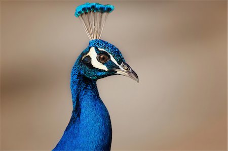 Male peacock, close up Stock Photo - Premium Royalty-Free, Code: 649-08562273