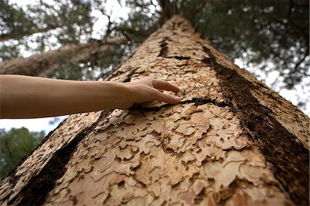 peeling bark - Woman touching tree bark Stock Photo - Premium Royalty-Free, Code: 649-08562684