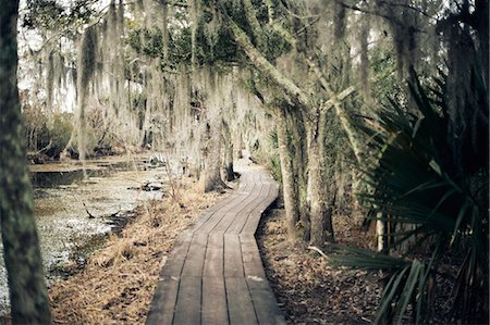 Walkway through swamp, New Orleans, Louisiana, USA Foto de stock - Sin royalties Premium, Código: 649-08563727