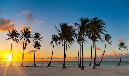 scenic and tropical - Row of silhouetted palm tree's at sunset, Dominican Republic, The Caribbean Stock Photo - Premium Royalty-Free, Code: 649-08577287