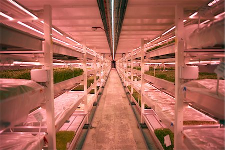 simsearch:649-06164558,k - Aisle with shelves and trays of micro greens in underground tunnel nursery, London, UK Photographie de stock - Premium Libres de Droits, Code: 649-08577429