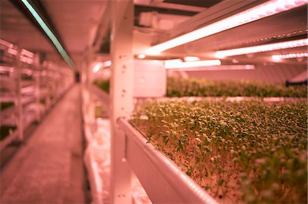 simsearch:649-06164558,k - Close up of micro greens tray in underground tunnel nursery, London, UK Photographie de stock - Premium Libres de Droits, Code: 649-08577430