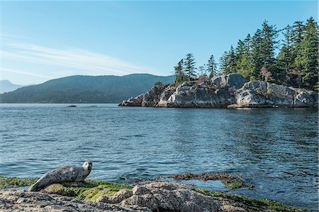 pinnipedia - Seal on rocks, Whytecliff Park, British Columbia,Canada Stock Photo - Premium Royalty-Free, Code: 649-08632954