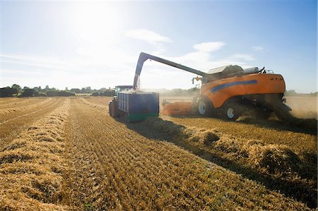 simsearch:649-05556007,k - Combine harvester pouring harvested wheat into trailer in wheat field Stock Photo - Premium Royalty-Free, Code: 649-08714782