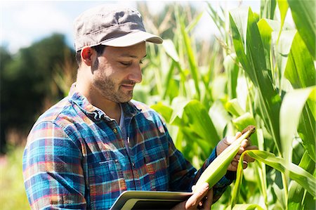 farmer looking at farm photos - Farmer in corn field quality checking corn plants Stock Photo - Premium Royalty-Free, Code: 649-08745420