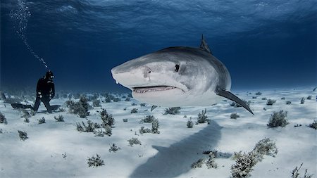 sharks people - Underwater view of diver near Tiger shark, Nassau, Bahamas Stock Photo - Premium Royalty-Free, Code: 649-08745470