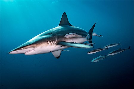Oceanic Blacktip Shark (Carcharhinus Limbatus) swimming near surface of ocean, Aliwal Shoal, South Africa Photographie de stock - Premium Libres de Droits, Code: 649-08745506