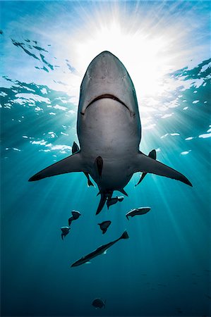 Large Oceanic Blacktip Shark (Carcharhinus Limbatus) swimming near surface of ocean, Aliwal Shoal, South Africa Stock Photo - Premium Royalty-Free, Code: 649-08745502