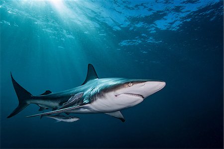 swimming with the sharks - Oceanic Blacktip Shark (Carcharhinus Limbatus) swimming near surface of ocean, Aliwal Shoal, South Africa Stock Photo - Premium Royalty-Free, Code: 649-08745513