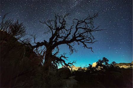dreamy night sky - Silhouette of joshua tree and starry night sky, Joshua Tree national park, California, USA Stock Photo - Premium Royalty-Free, Code: 649-08824850