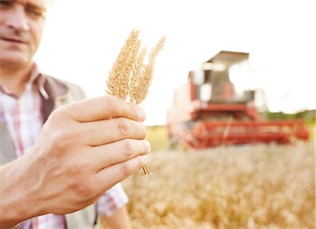 farmer in wheat field - Farmer in wheat field holding ear of wheat Foto de stock - Sin royalties Premium, Código: 649-08825157