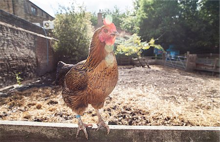 Portrait of chicken Stock Photo - Premium Royalty-Free, Code: 649-08840444