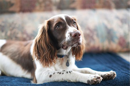 springer spaniel - Portrait of dog, lying on sofa Stock Photo - Premium Royalty-Free, Code: 649-08894006