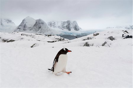 polar climate - Gentoo penguin (Pygoscelis papua) in snowy landscape, Petermann Island, Antarctica Stock Photo - Premium Royalty-Free, Code: 649-08895069