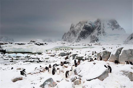 polar climate - Gentoo penguin colony (Pygoscelis papua), Petermann Island, Antarctica Stock Photo - Premium Royalty-Free, Code: 649-08895062