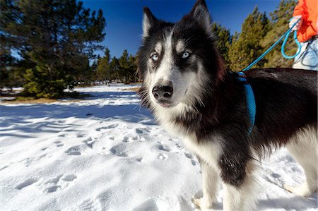 simsearch:400-05724021,k - Portrait of wary dog in snow covered forest with man Stock Photo - Premium Royalty-Free, Code: 649-08900383
