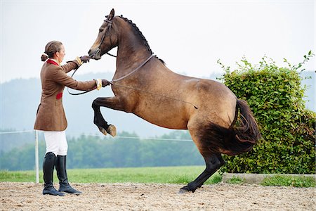 Female rider training dressage horse on hind legs in equestrian arena Stock Photo - Premium Royalty-Free, Code: 649-08900827