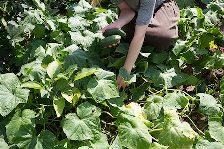 Cropped shot of young woman picking fresh courgettes in garden Stock Photo - Premium Royalty-Free, Code: 649-08924928