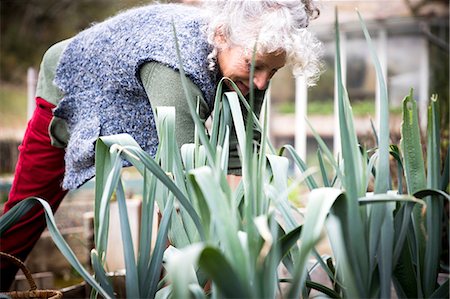 Mature woman tending leeks in garden Stock Photo - Premium Royalty-Free, Code: 649-08923234