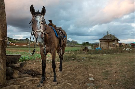 field cuba - Horse tied to field fence post, Vinales, Cuba Stock Photo - Premium Royalty-Free, Code: 649-08923878