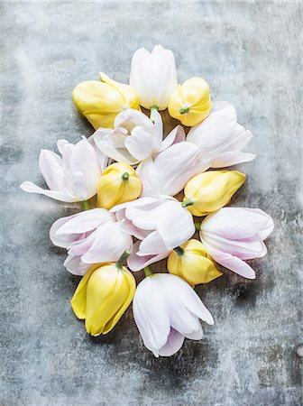 simsearch:649-07648640,k - Cut tulip heads Stock Photo - Premium Royalty-Free, Code: 649-08950990