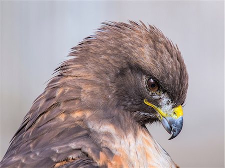 Red-tailed hawk, Buteo jamaicensis Stock Photo - Premium Royalty-Free, Code: 649-09004262