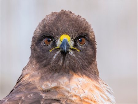 Red-tailed hawk, Buteo jamaicensis Stock Photo - Premium Royalty-Free, Code: 649-09004263