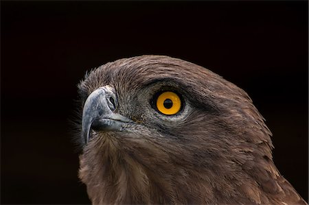 Brown Snake Eagle, Pietermaritzburg, South Africa Stock Photo - Premium Royalty-Free, Code: 649-09004441