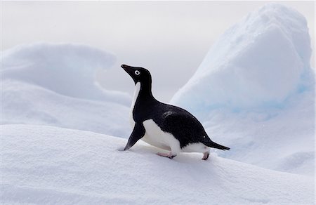 simsearch:693-03301867,k - Adelie Penguin on ice floe in the southern ocean, 180 miles north of East Antarctica, Antarctica Stock Photo - Premium Royalty-Free, Code: 649-09004557