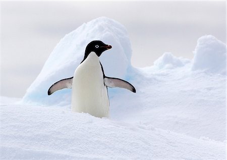 simsearch:693-03301867,k - Adelie Penguin on ice floe in the southern ocean, 180 miles north of East Antarctica, Antarctica Stock Photo - Premium Royalty-Free, Code: 649-09004558