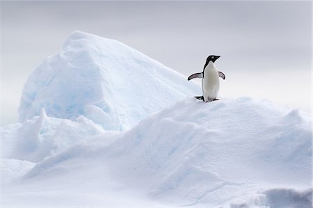 simsearch:693-03301867,k - Adelie Penguin on ice floe in the southern ocean, 180 miles north of East Antarctica, Antarctica Stock Photo - Premium Royalty-Free, Code: 649-09004559